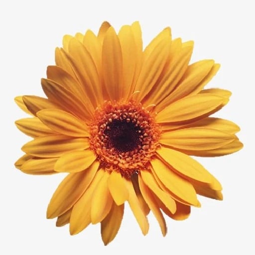 Caléndula - De un naranja intenso y brillante, sus pétalos parecen pequeños rayos de sol. Es una flor resistente, que florece durante meses y guarda propiedades curativas en su sencillez.