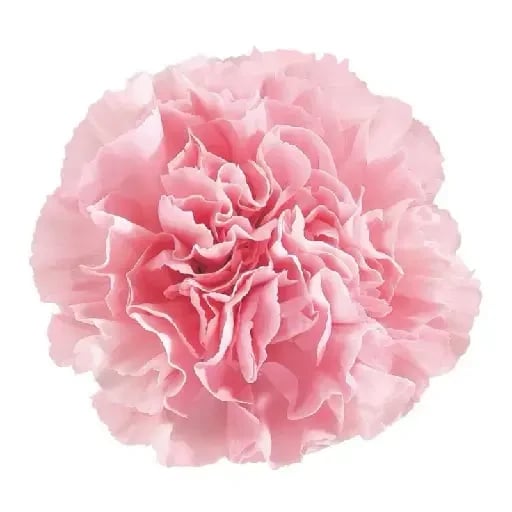Peonia - Imponente y lujosa, como un vestido voluminoso de pétalos. Se dice que simboliza prosperidad y amor feliz.