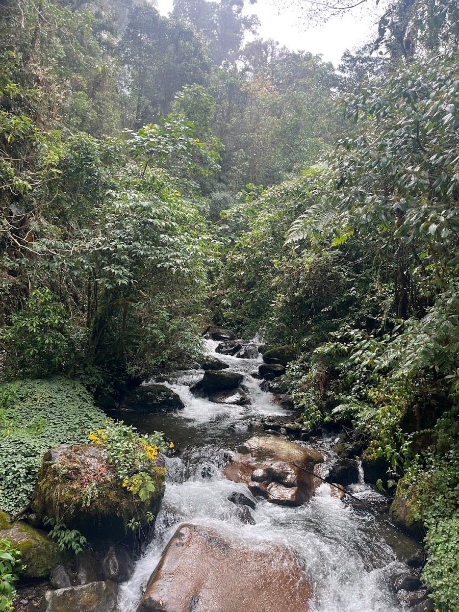 Sendero Los Quetzales - East Trailhead - 📍 Sendero Los Quetzales – Boquete a Cerro Punta, Chiriquí
• Sendero: Ruta larga (~9.5 km) por bosque nuboso, ideal para observar aves como el quetzal.
• Horario: Lunes a domingo, 8:00 a.m. – 4:00 p.m.
• Costo: Extranjeros $5 | Nacionales $3