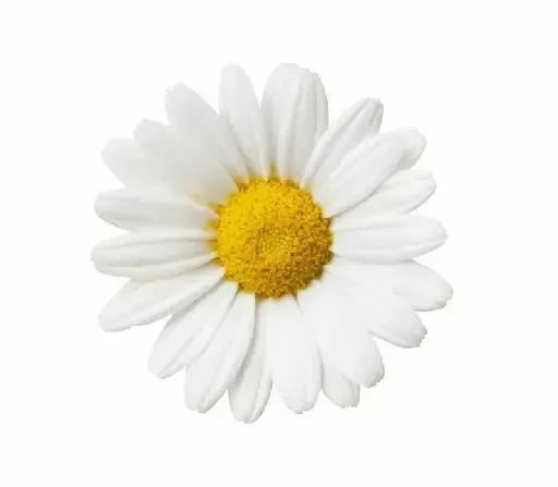 Margarita - Simple, fresca y alegre. Me gusta porque no pretende ser elegante ni complicada, pero siempre se ve bien.