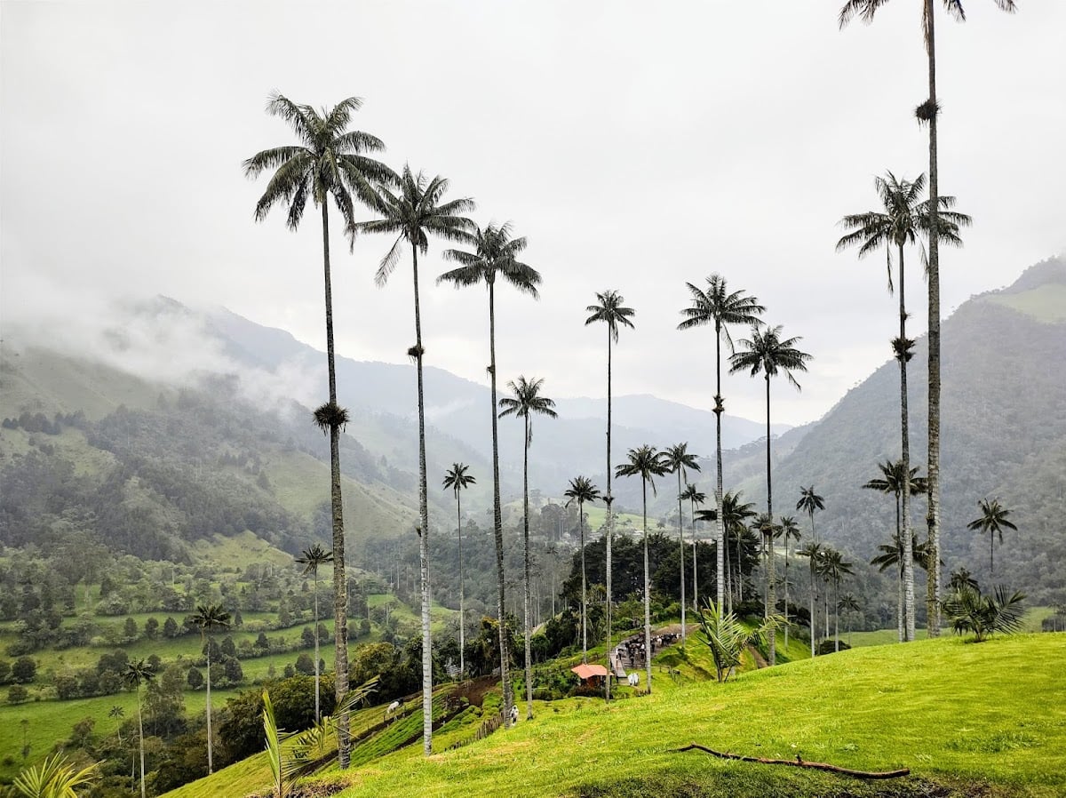 Valle del Cocora