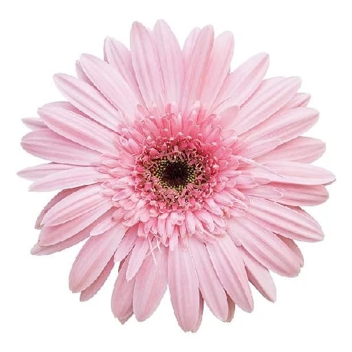 Zinnia - Una explosión de color que contagia alegría. Representa la amistad que brilla, los días despreocupados y la energía que nos hace sonreír sin motivo.