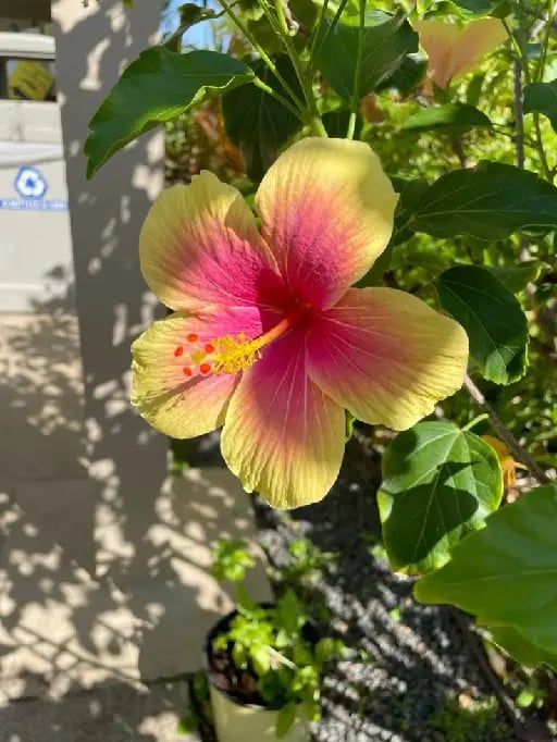 flor hawaiana
