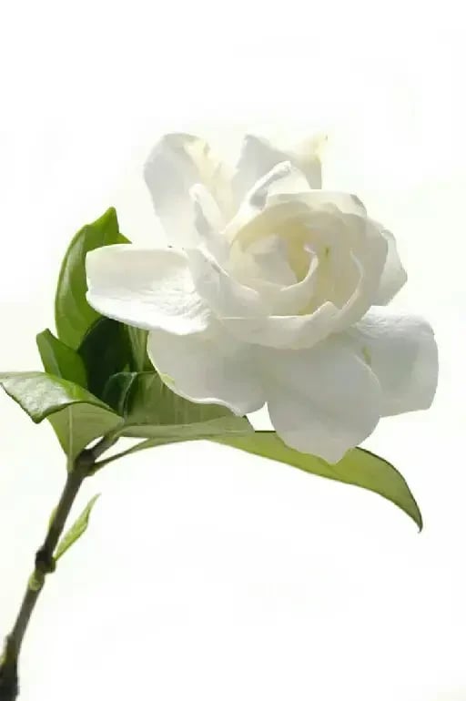 Gardenia - Símbolo de pureza y admiración, es una de las flores más elegantes para regalar. Tiene un aroma intenso y duradero, la asocio con la belleza atemporal y el amor secreto.