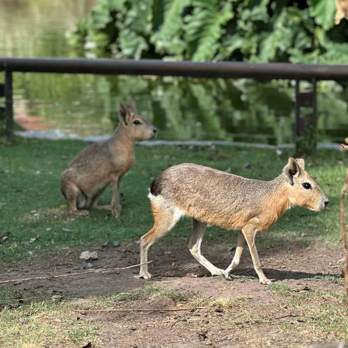 Buenos Aires Ecoparque