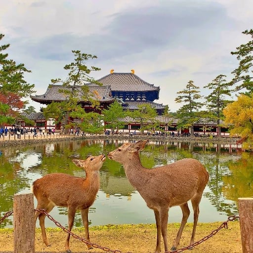 Nara Park