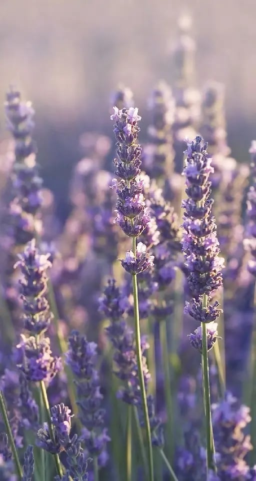 Lavanda - Nombre Científico: Lavandula