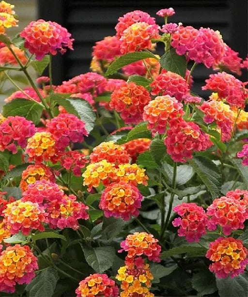 Verbena - Plantas