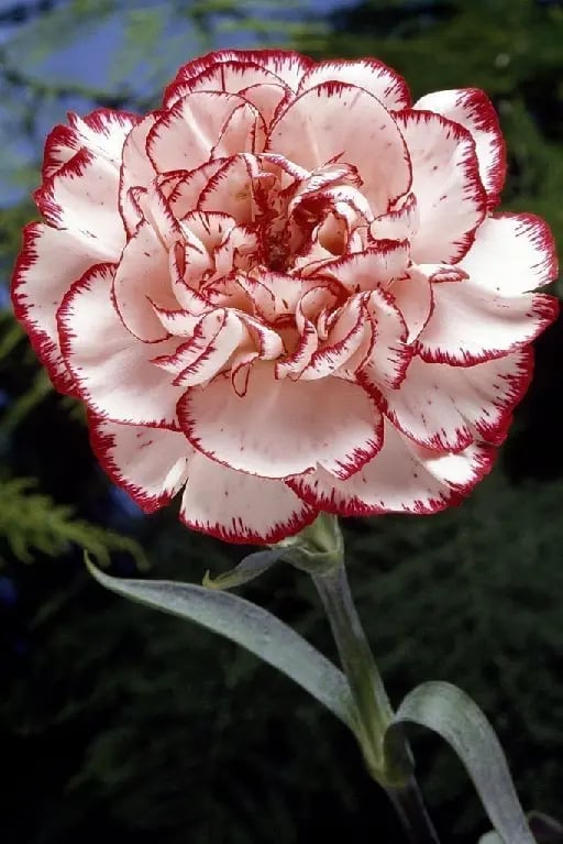 Clavel - Flores