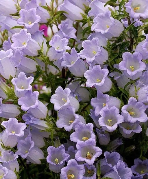 Campanula - Nombre Científico: Campanula Medium