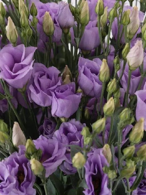 Lisianthus - Nombre Científico: Eustoma