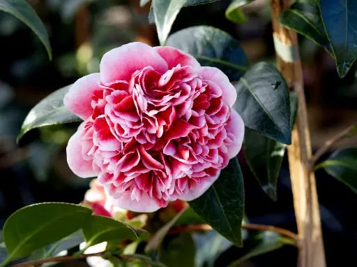 Camélias