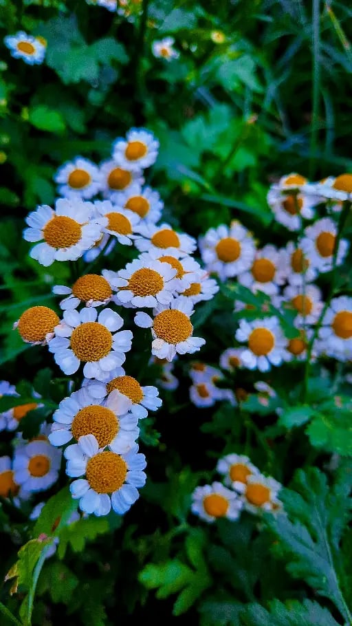 Margarida