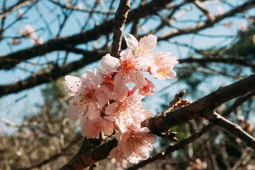 Flor de cerejeira