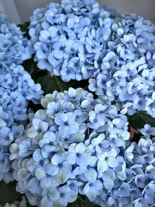 Hortênsia