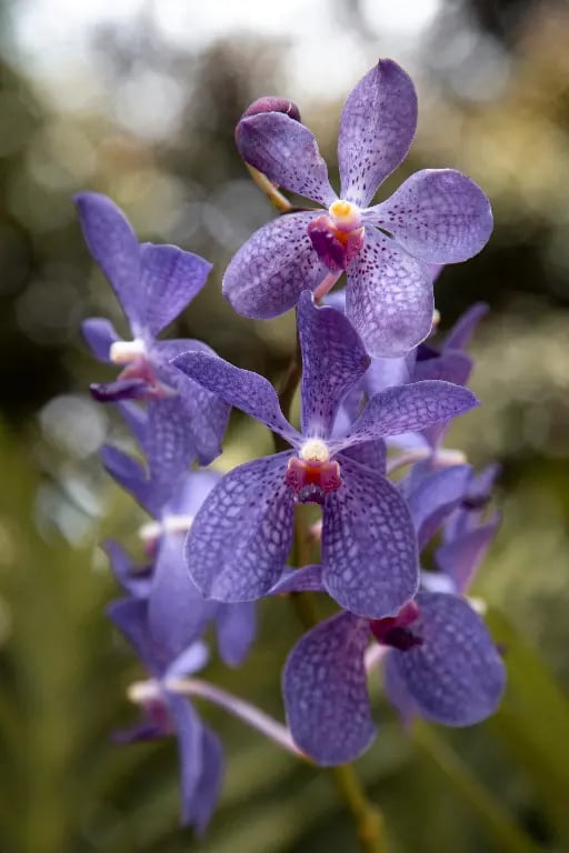 Orquídea