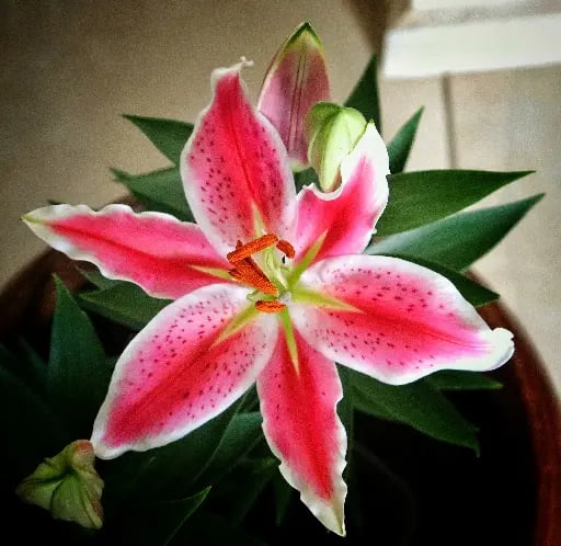 Lírio Stargazer