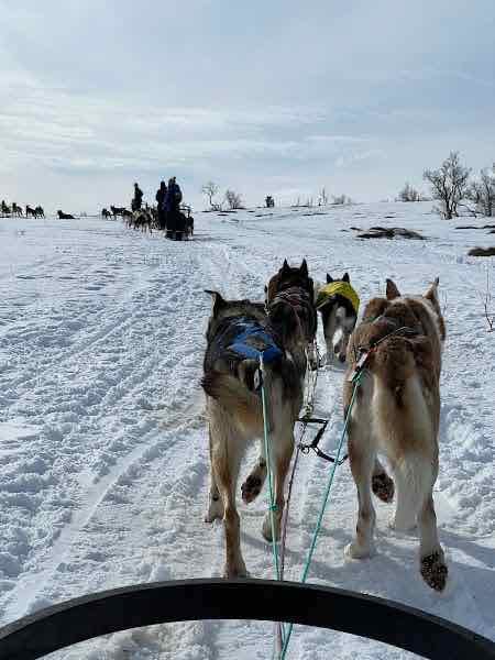 Tromso Wilderness Center - Dog sledding - Didn’t get it done but a friend has and I will definitely do it next time