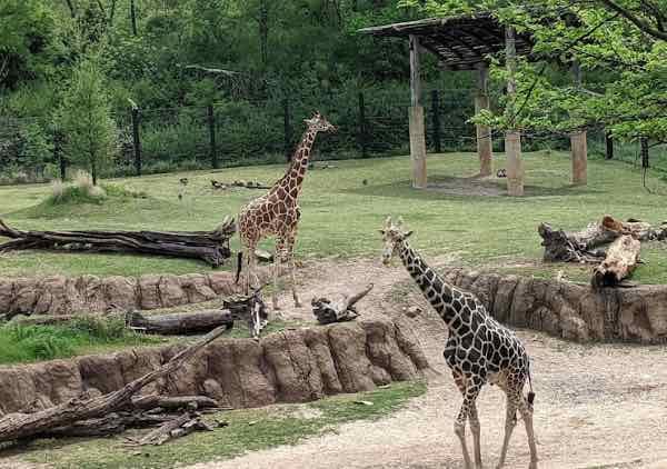 Dallas Zoo - what to do on your free time (que hacer en tu tiempo libre)
