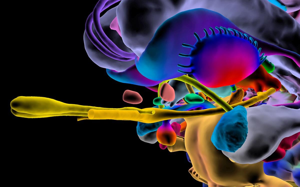 How deep brain stimulation changes a person’s sense of confidence | Aeon Essays - Aeon