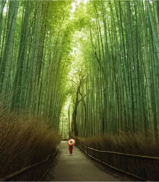 Bosque de Bambú de Arashiyama