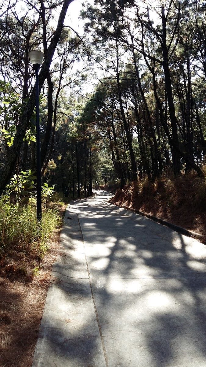 Bosque de los Colomos