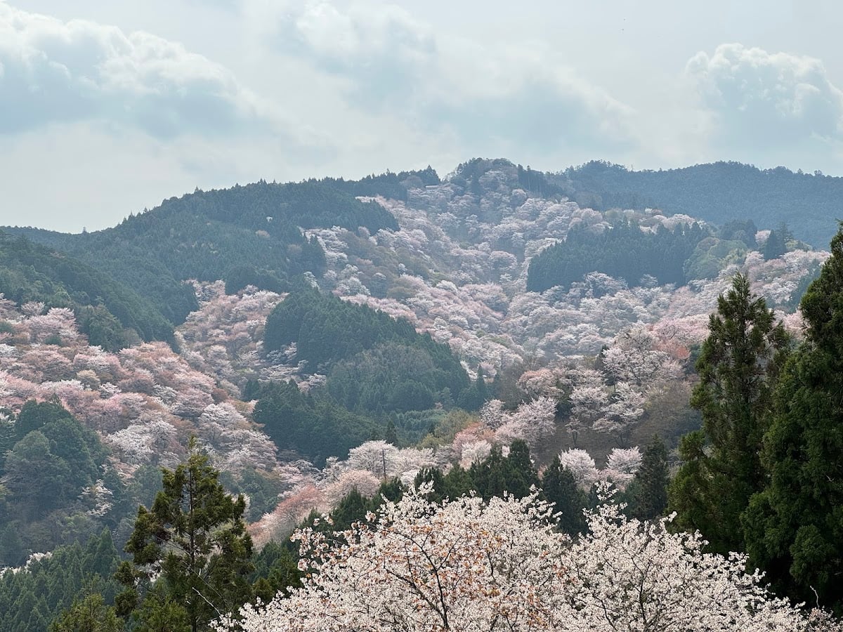 Monte Yoshino