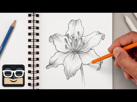 Realistic Lily - Cartooning Club Focus