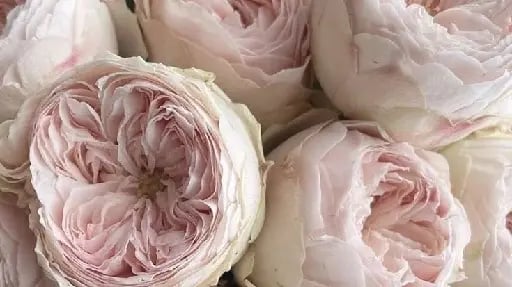 Peony