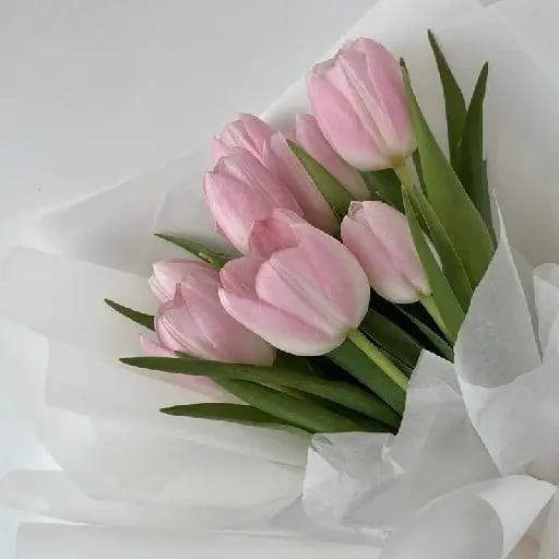 Tulips