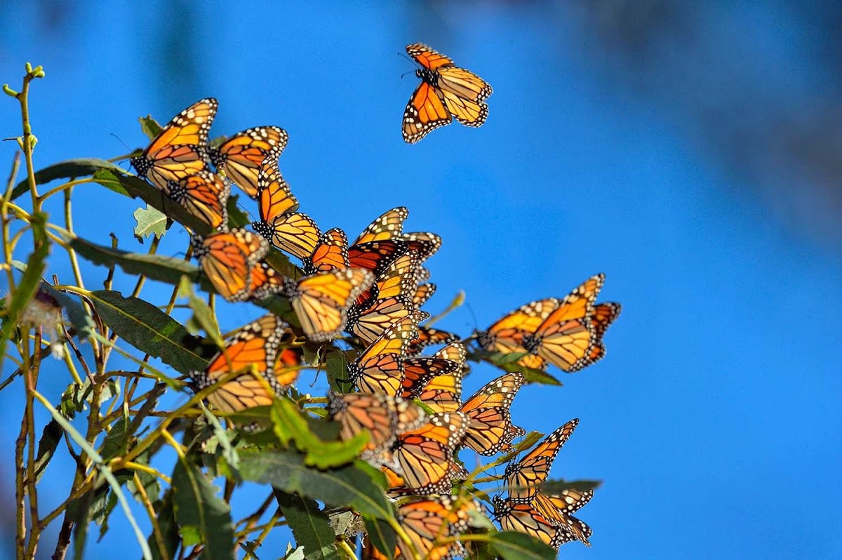 Mariposa Monarca - Park · Michoacán
