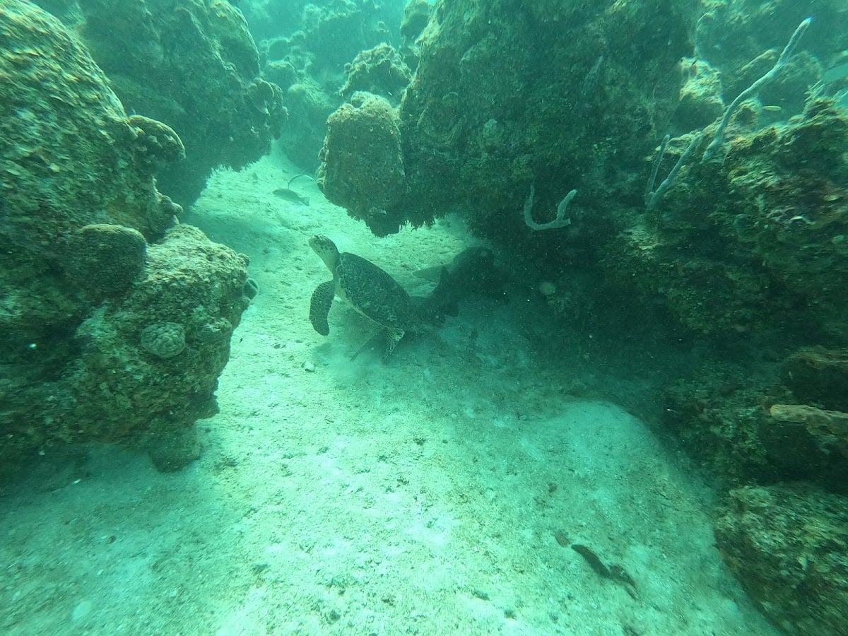 Biosphere Reserve Banco Chinchorro - Park · Quintana Roo