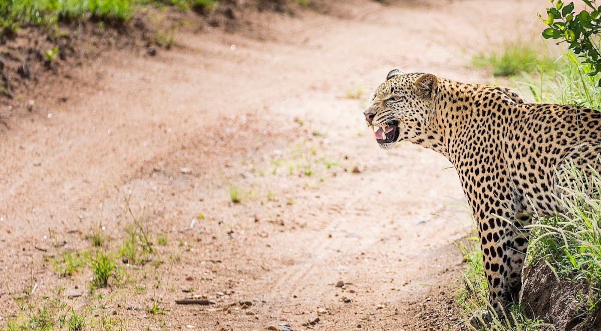 Sabi Sand Nature Reserve