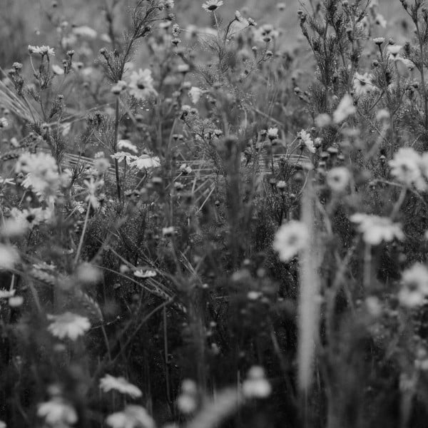 Self! - Song · Isaia Huron