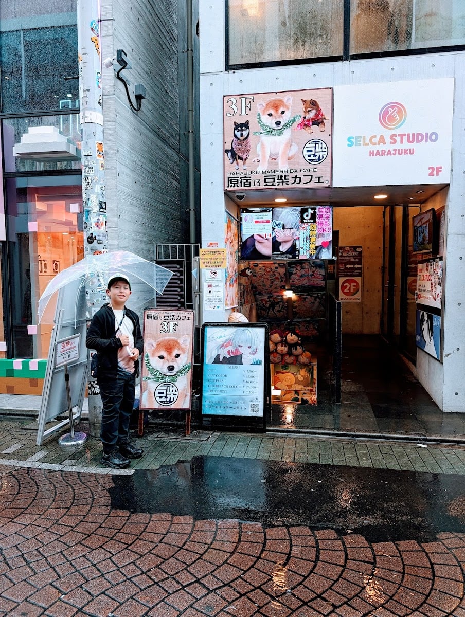 Harajuku Mame Shiba Cafe - (shibuya city) tokyo • dog cafe