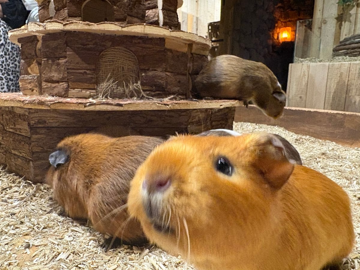 Le Monde de Noé - Centre Montparnasse - Lieu de rencontre animalier adapté aux enjeux actuels ( bien être de l’animal, interactions et sensibilisation à l’écologie)