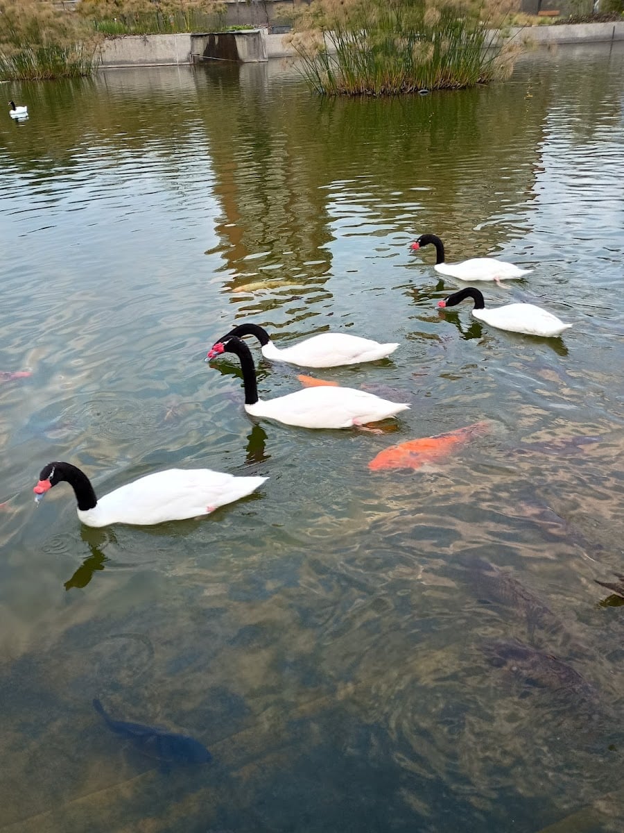 Parque bicentenario - Vitacura