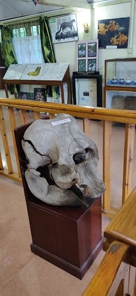 Forest Museum - Museum · Lachumiere, Shillong
