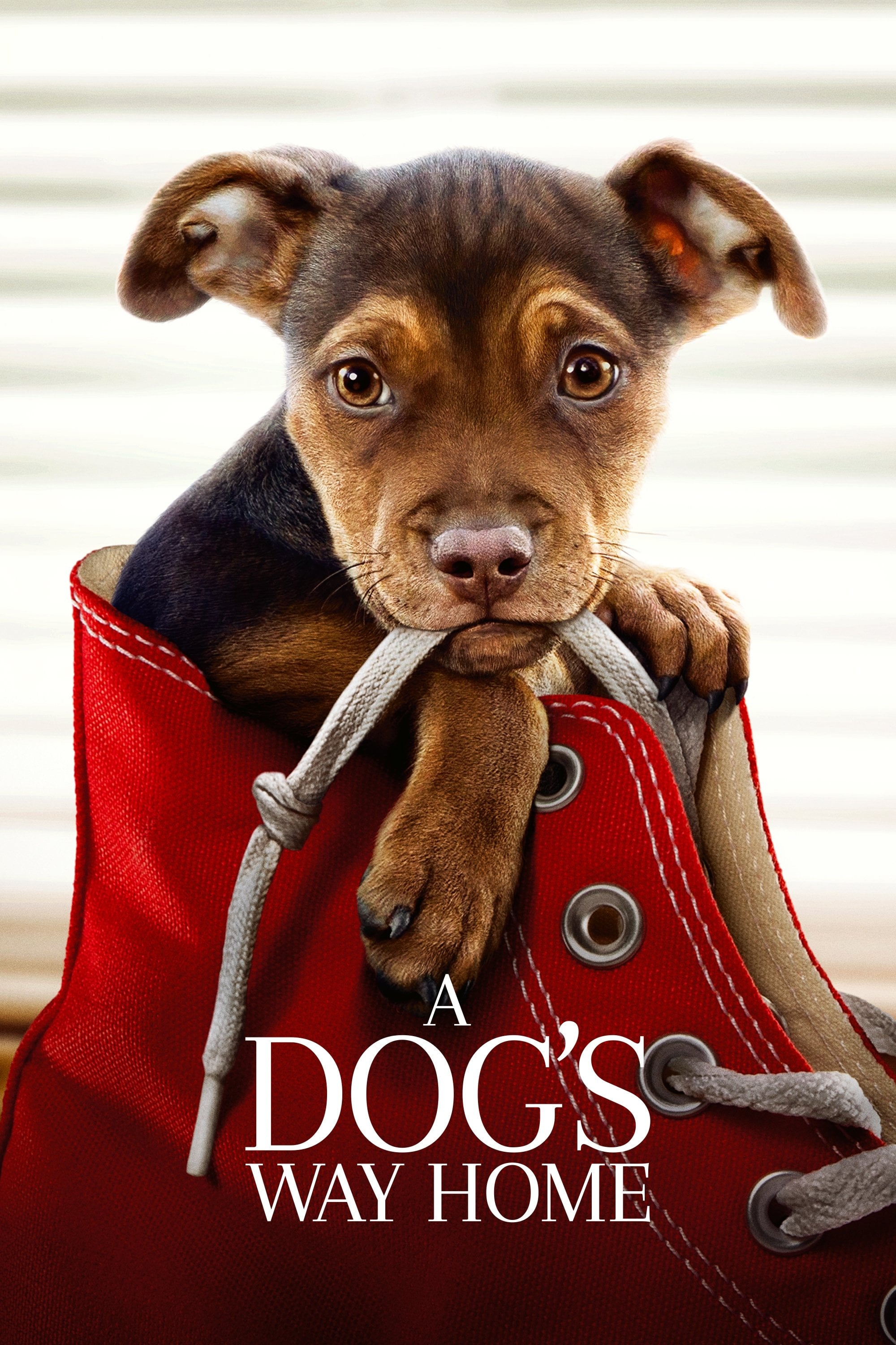 A Dog's Way Home - Charles Martin Smith · 2019