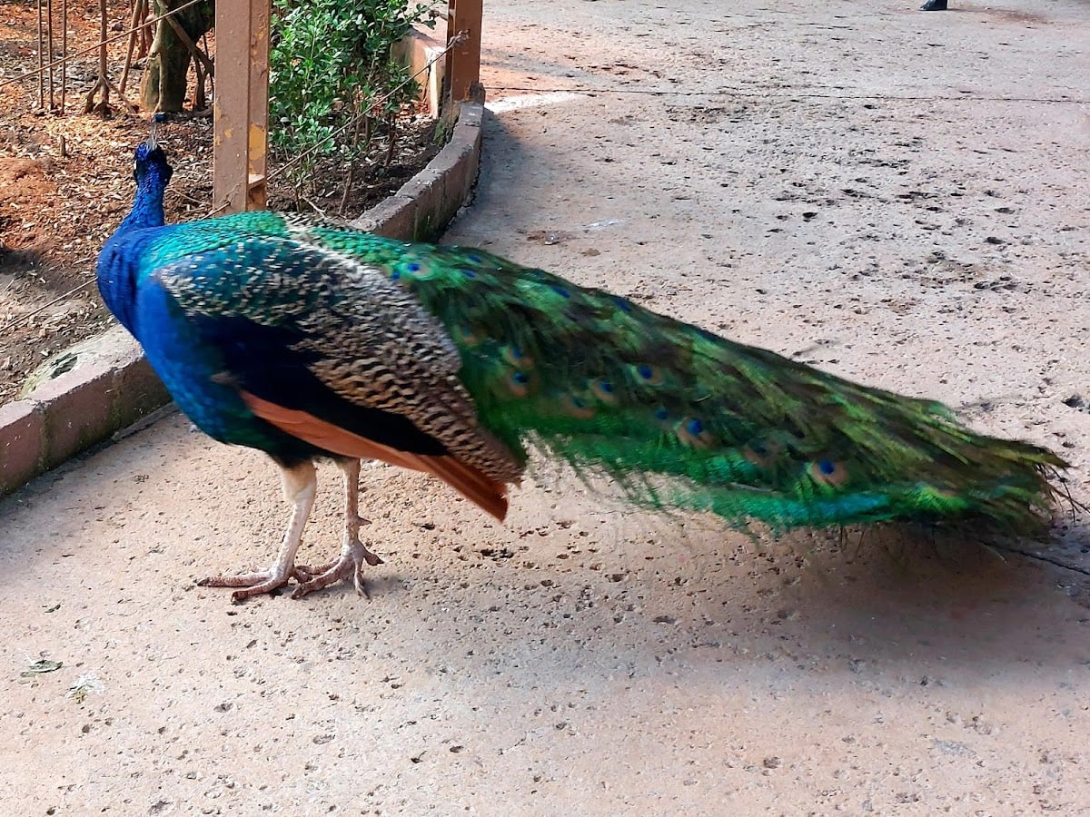 Aviario parque Lincoln