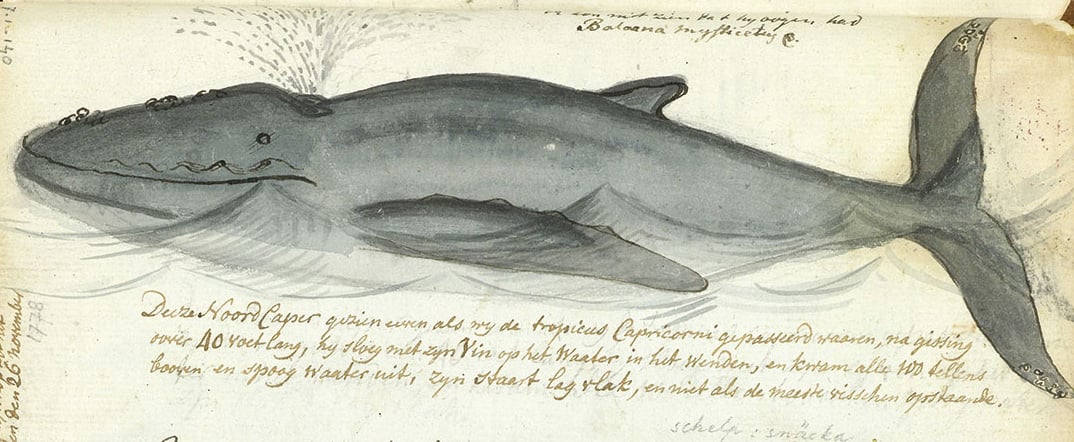 A la ballena que fue el esqueleto en el Museo de Historia Natural de Xalapa | Gabriela Damián Miravete - A la ballena que fue el esqueleto en el Museo de Historia Natural de Xalapa | Gabriela Damián Miravete