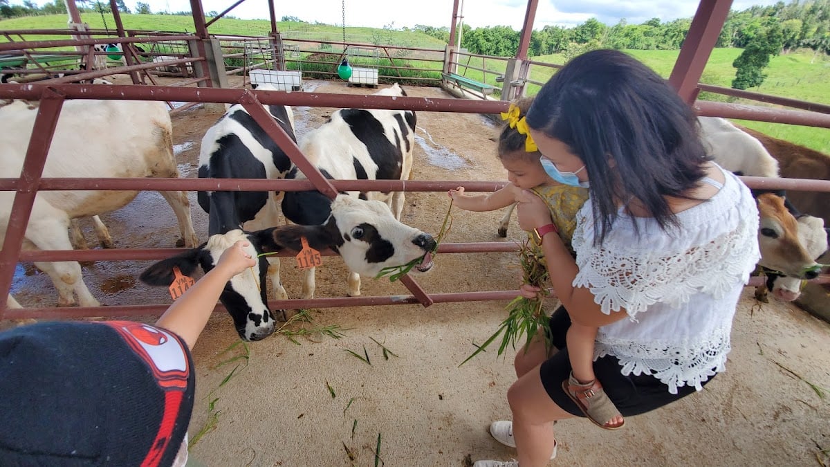 Vaquería Martínez Dairy