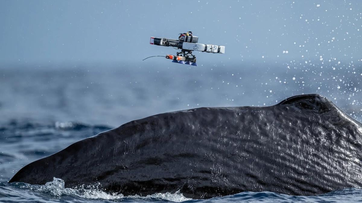 Even if we could speak to animals, should we? | Psyche Ideas - Psyche