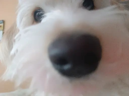 Pasar tiempo con mi perrita