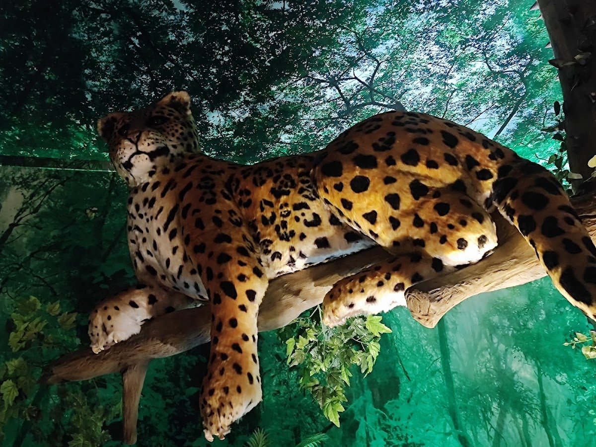 Museo Yancuic