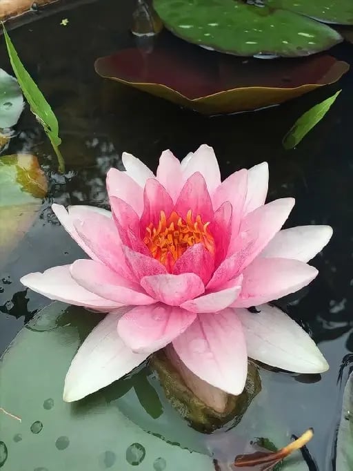 Flor de loto - Nelumbo nucifera