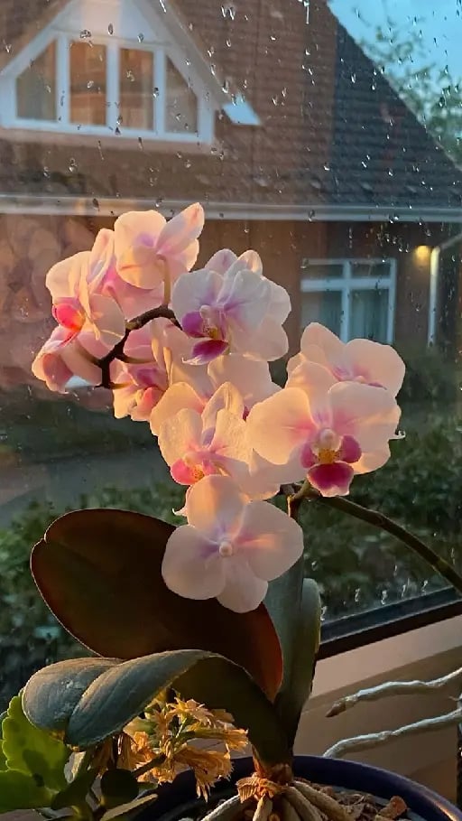 Orquídeas 🫶🏻 - Soo pretty