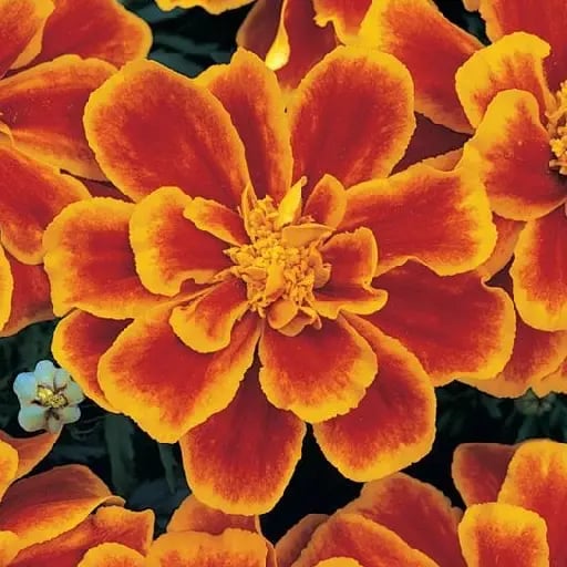 Marigold - "With their vibrant orange, yellow and red petals, naturally marigolds are symbols of positive emotions, like joy and excitement. Marigolds also represent energy, good luck, warmth, creativity, prosperity, passion. "