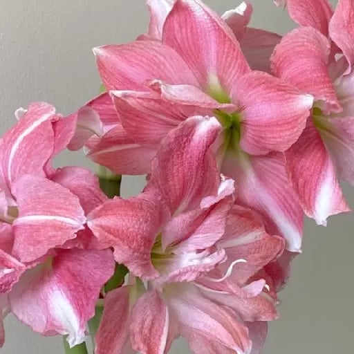Amaryllis - "These stunning flowers are believed to mean pride, strength and determination as they stand tall above all other winter blooms. Amaryllis is also a Greek name which means 'to sparkle'. Very in keeping with the festive season when we throw glitter at literally everything. "