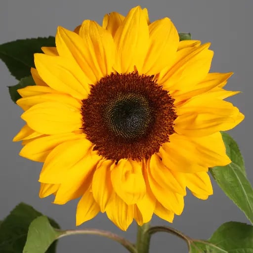 Sunflower - "One of the most widely recognized symbolic meanings of sunflowers is their association with positivity and joy. The bright yellow petals and the sun-like appearance of the flower evoke feelings of happiness and warmth. Sunflowers have the power to uplift our spirits and bring a sense of optimism to any space. "